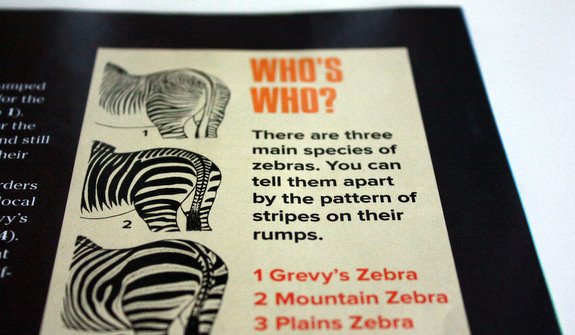 zebra zebras