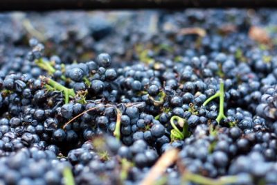 wine grapes