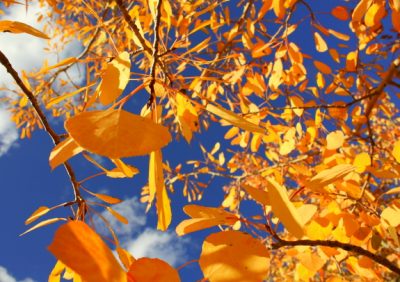 aspen tree