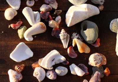 sea shells