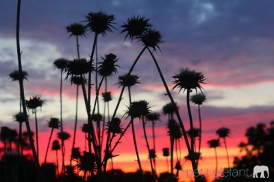 Sunset photos
