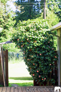 fort bragg california