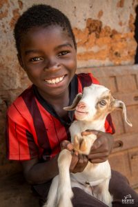heifer international
